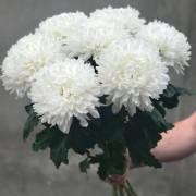 Хризантема одноголовые