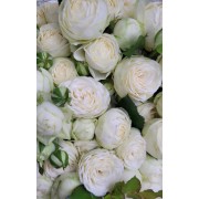 Кустовая, пионовидная роза