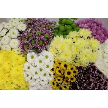 Хризантемы