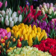 Тюльпан Микс