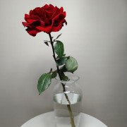 Роза французская 